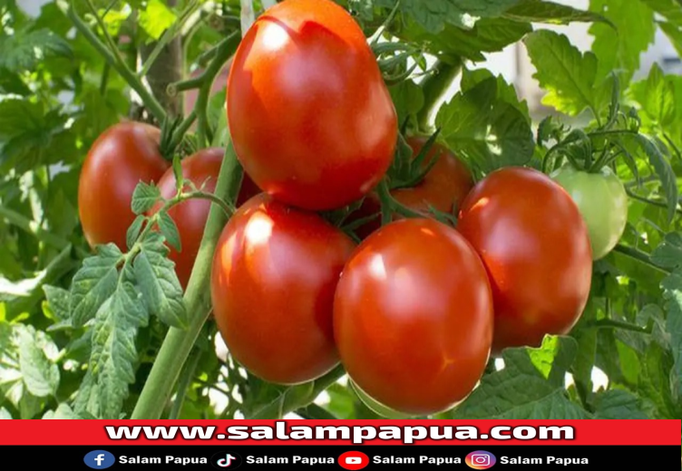 Manfaat Tomat, Solusi Alami Untuk Menurunkan Kolesterol Tinggi