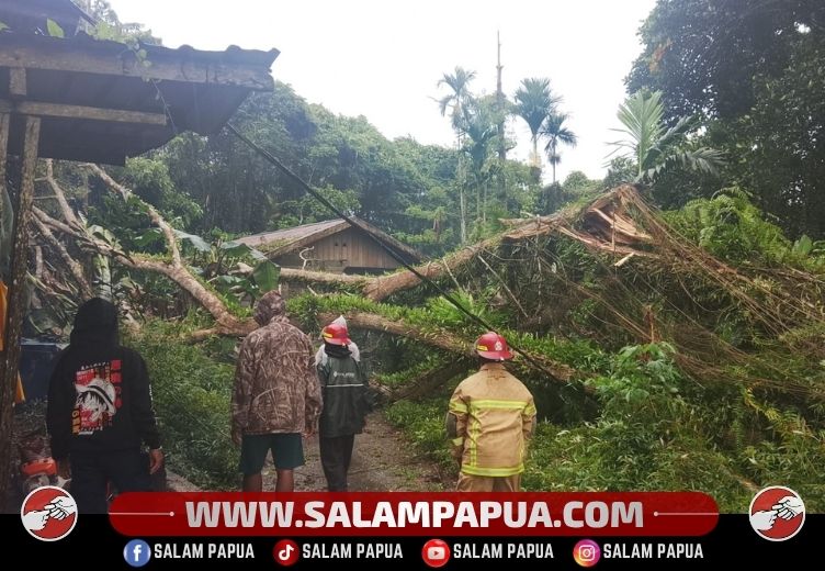 Hujan Deras Dan Angin Kencang Akibatkan Pohon Tumbang Menimpa Dua Rumah Warga Di Kilometer 6 Timika