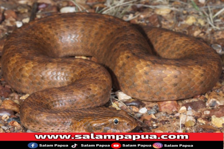 Mengenal Death Adder, Si Ular Bodok Pembunuh Di Timika