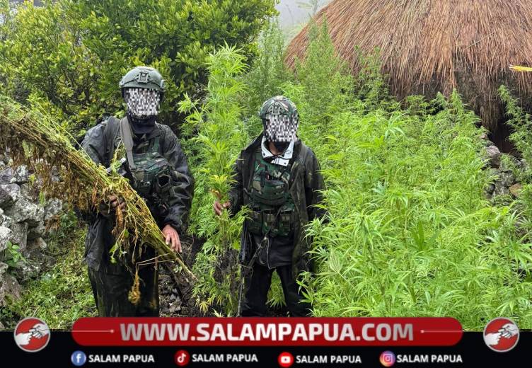 Satuan Tugas Pengamanan Perbatasan (Satgas Pamtas) RI–PNG Mobile Yonif 725/Woroagi Komando Operasi (Koops) TNI Habema mengungkap sekitar 5.000 batang tanaman yang diduga ganja di dua lokasi di Kabupaten Yahukimo, Papua Pegunungan, Senin (13/7/2026)(Salampapua.com/Dokumen Koops Habema)