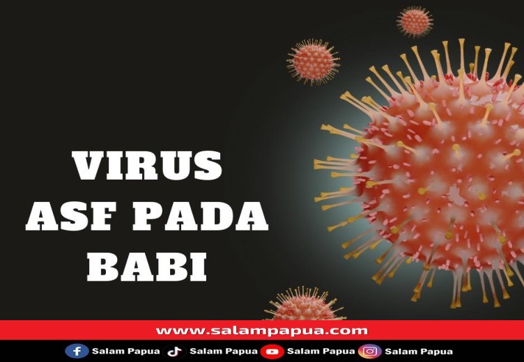 Disnakkeswan Masih Petakan Titik-Titik Virus ASF Pada Babi Di Mimika