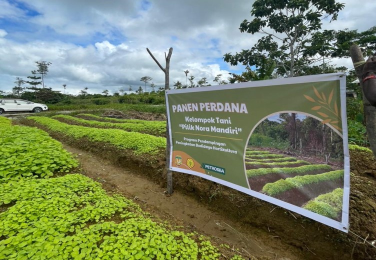 Tanaman sayur Bayam dari Kelompok Tani ?Pilik Nora? hasil binaan CSR PT Petrosea Tbk (Foto:Istimewa)