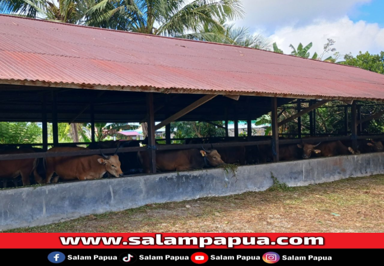 Mimika Masih Kekurangan Ratusan Hewan Kurban Sapi Untuk Idul Adha