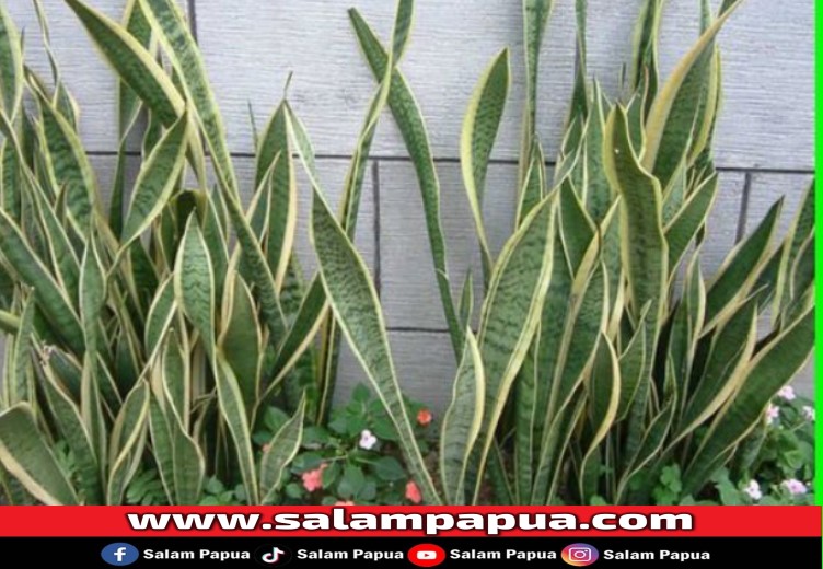 Berikut 10 Tanaman Hias Yang Dapat Menyerap Racun Di Udara