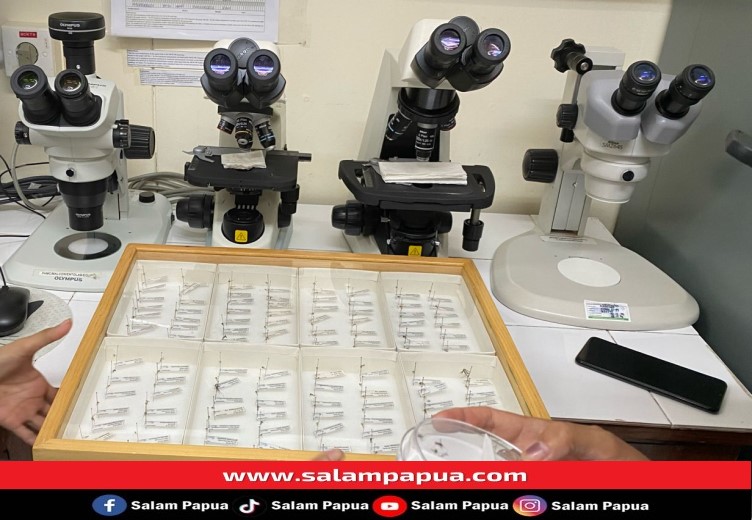 Laboratorium untuk menganalisis jenis nyamuk di Public Health & Malaria Control (Malcon) Kuala Kencana, Kabupaten Mimika (salampapua.com/Evita)