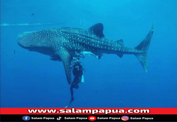 6 Fakta Menarik Nabire, Ibukota Papua Tengah