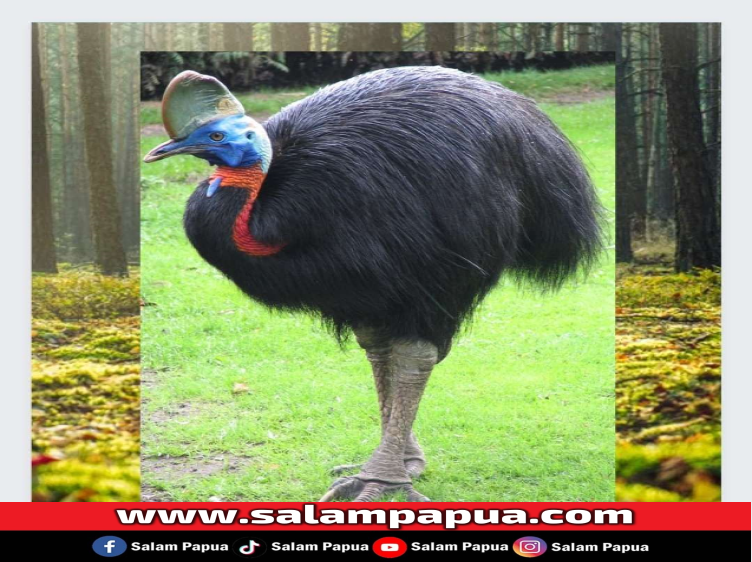 Fakta Menarik Burung Kasuari Ikon Provinsi Papua Barat