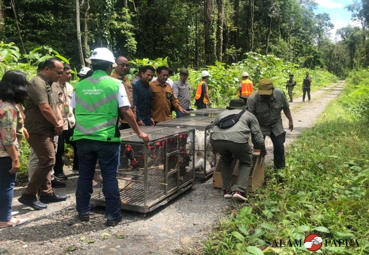 Pelepasliaran satwa liar di kawasan hutan Kuala Kencana, Distrik Kuala Kencana, Kabupaten Mimika, Papua Tengah (Foto:salampapua.com/Evita)